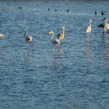 Buarcos Sunset By Rent4all *